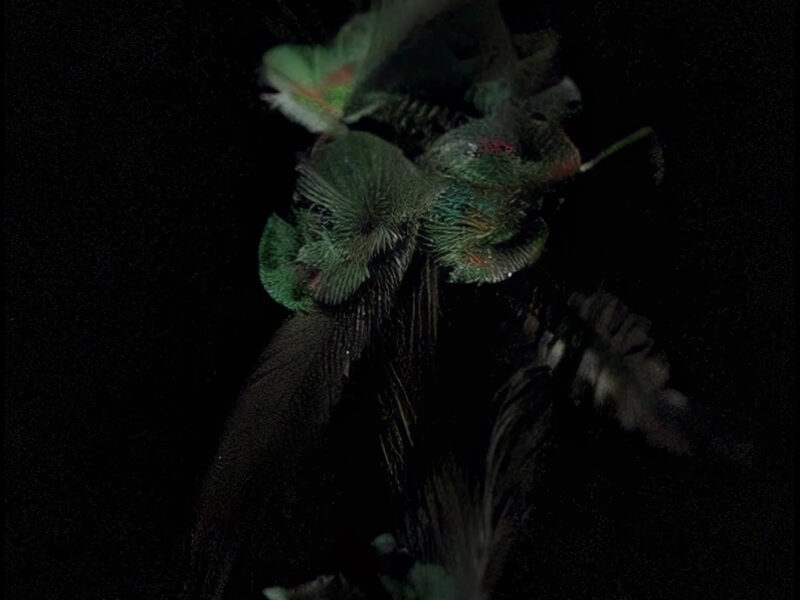 MURR-MA: “Hummingbird” è il singolo d’esordio